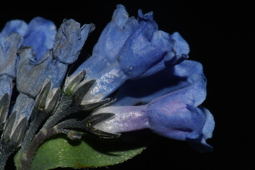 Image of Mertensia tweedyi by (c) Brian Finzel, some rights reserved (CC BY-SA)