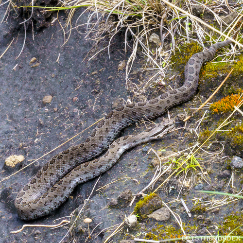 Dusky Rattlesnake