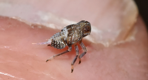Common issid planthopper photo 5