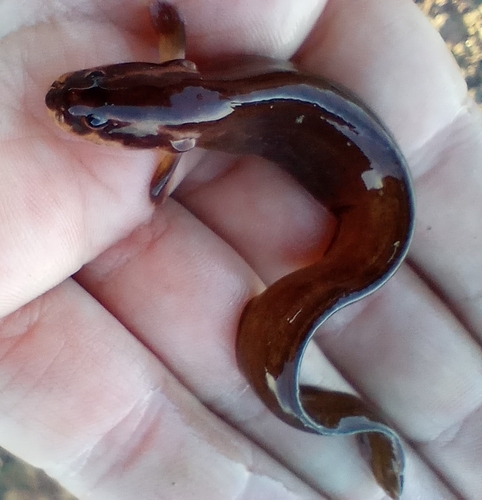 Phucocoetes latitans