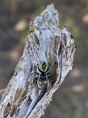 Phidippus insignarius