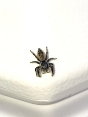 Phidippus insignarius