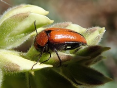 Nemognatha scutellaris