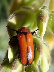 Nemognatha scutellaris