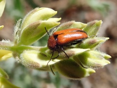 Nemognatha scutellaris