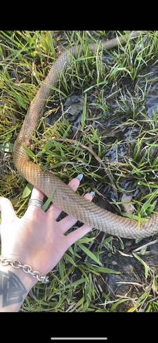 Eastern Brown Snake sighting