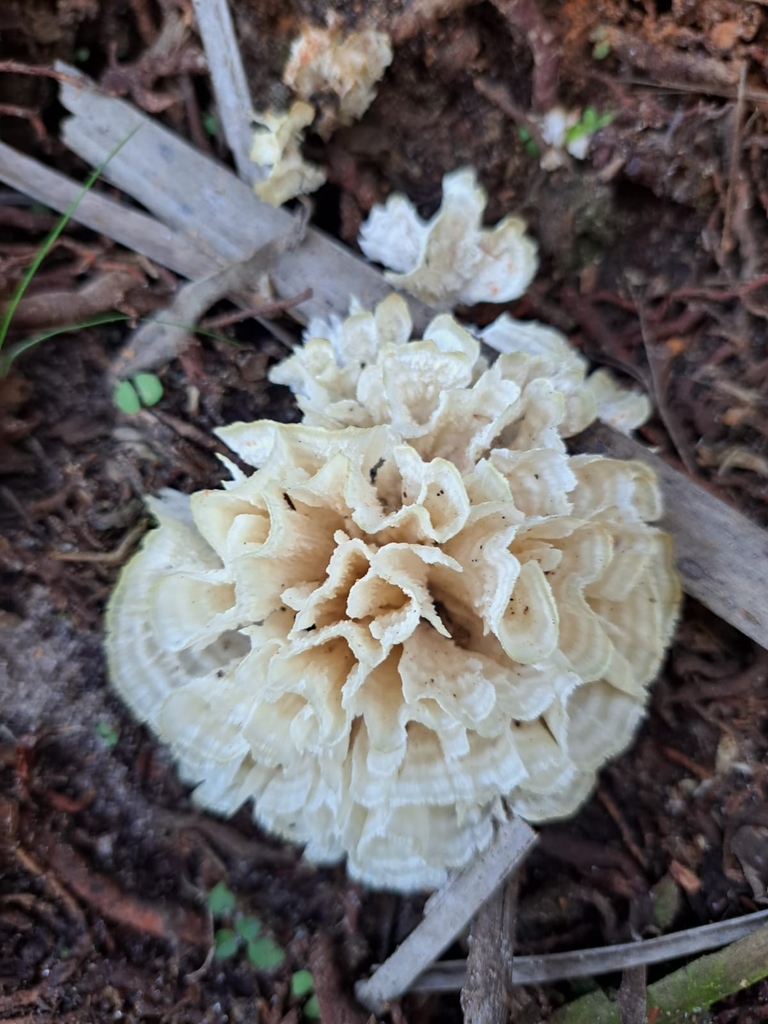 Irpex rosettiformis · July 2024 · photo: © jugandoapokemon (iNaturalist, cc-by)