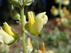 Lupinus dalesiae
