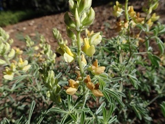 Lupinus dalesiae