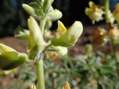 Lupinus dalesiae
