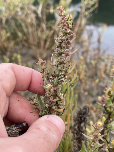 Image of Suaeda esteroa by (c) mel letterman, some rights reserved (CC BY)