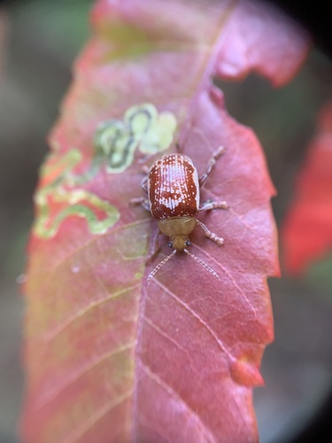 Sumac Flea Beetle photo 4