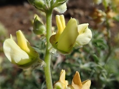 Lupinus dalesiae