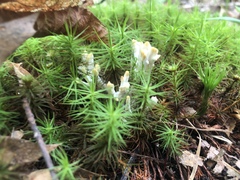 Sebacina schweinitzii