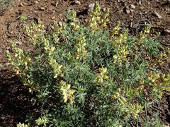 Lupinus dalesiae