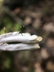 Sebacina schweinitzii