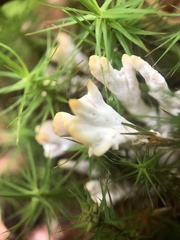 Sebacina schweinitzii