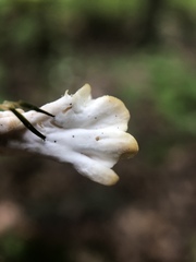 Sebacina schweinitzii