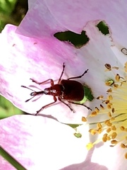Merhynchites bicolor