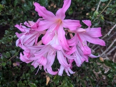Amaryllis belladonna