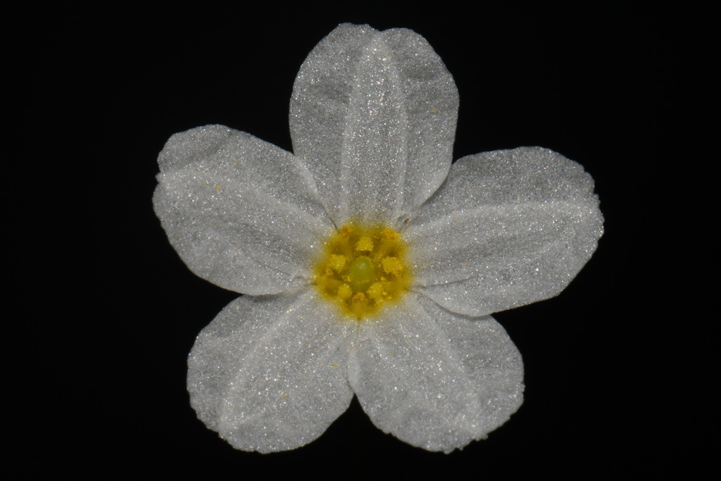Little floatingheart (Nymphoides cordata)
