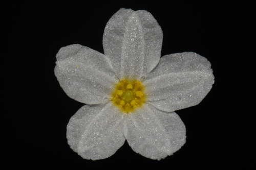 Image of Nymphoides cordata by (c) Brian Finzel, some rights reserved (CC BY-SA)