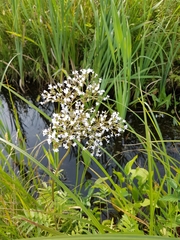 Valeriana officinalis