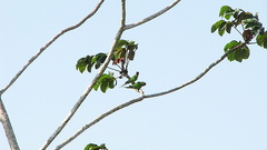 Eupsittula aurea