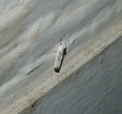 Antaeotricha