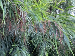 Acacia saligna