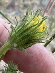 Chrysopsis lanuginosa, photograph author not stated, no rights reserved