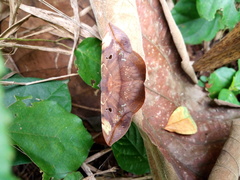 Hypopyra capensis