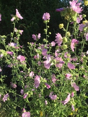 Malva alcea