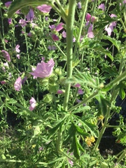 Malva alcea