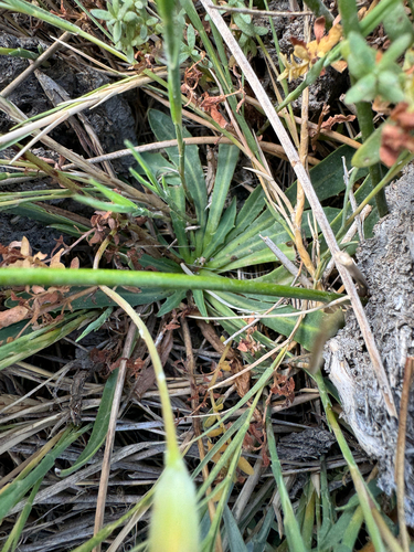 Image of Crepis runcinata by (c) Kenzie Anderson-Bell, some rights reserved (CC BY)