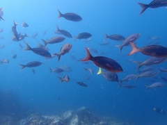 Cephalopholis colonus