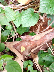 Hypopyra capensis