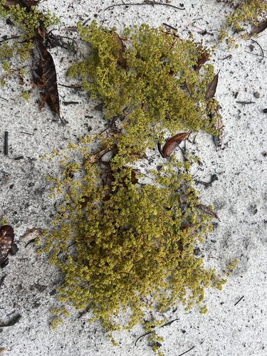 Crystal Lake nailwort (Paronychia minima)
