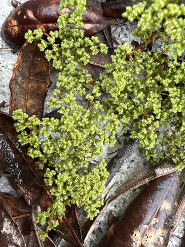 Image of Paronychia minima by no rights reserved