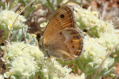 Coenonympha dorus