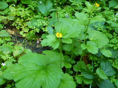 Geum macrophyllum macrophyllum
