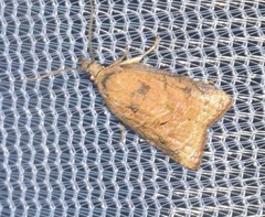 Platynota flavedana