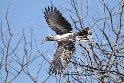 African Gray Hornbill