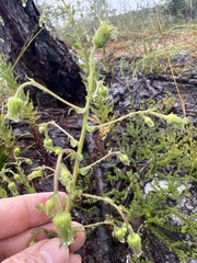 Chrysopsis lanuginosa, photograph author not stated, no rights reserved