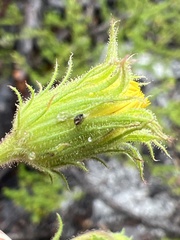 Chrysopsis lanuginosa, photograph author not stated, no rights reserved