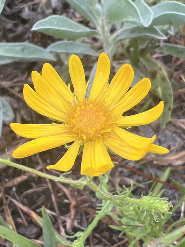 Chrysopsis lanuginosa, photograph 5