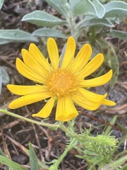 Chrysopsis lanuginosa, photograph author not stated, no rights reserved