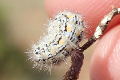 Eilema palliatella