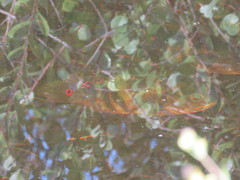 Astronotus ocellatus