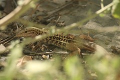 Colima Giant Whiptail photo 3